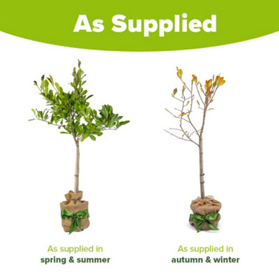 YouGarden Magnolia Stellata 'Star Magnolia' Standard Tree, 70cm Tall in 3L Pot, Gift Wrapped in Brown Hessian Bag with Green Bow,