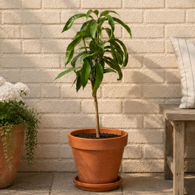 YouGarden Mini Patio Mango Tree, Grafted, 1 x 1.5 Litre Pot, Self ...