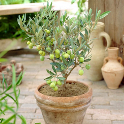 YouGarden Mini Standard Olive Tree in 15cm Pot, 20-30cm Tall, Ready to Display or Plant