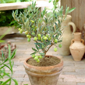 YouGarden Mini Standard Olive Tree in 15cm Pot, 20-30cm Tall, Ready to Display or Plant