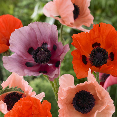YouGarden Mix of 6 Oriental Poppy Bare Root Plants, Hardy Perennial ...