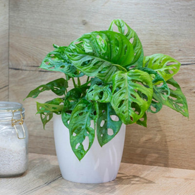 YouGarden Monstera Monkey Leaf Swiss Cheese Plant, Established Houseplant  in 12cm Nusery Pot, Ready to Display