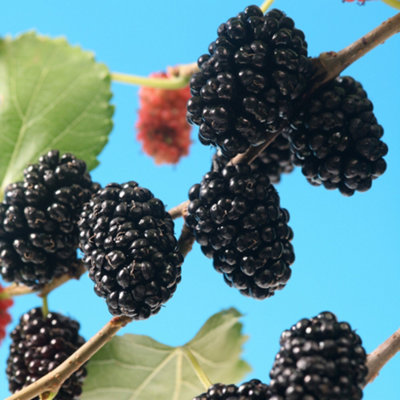 YouGarden Morus 'Mojo Berry', Compact Mulberry Tree in 18cm Pot, 80 ...