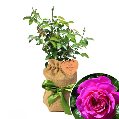 YouGarden Mother's Day Gift Rose, 'Mum You Are One in a Million', 3-4 Litre Potted, Gift Wrapped Rose with Cherry Wood Plaque