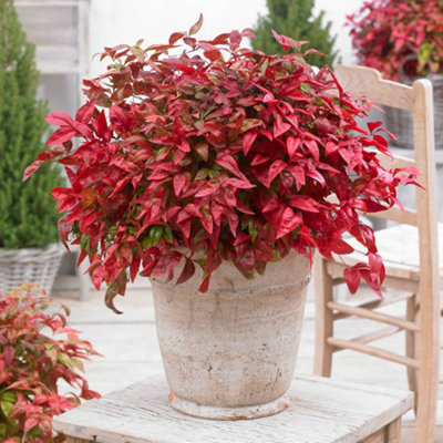 yougarden-nandina-blush-pink-