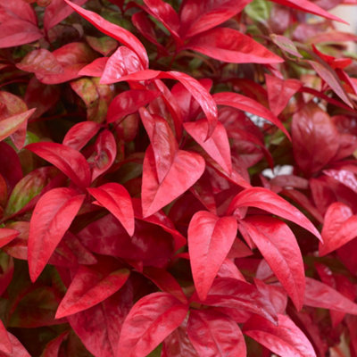 YouGarden Nandina 'Blush Pink', Established Plant in 2L Pot, Ready