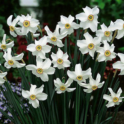 YouGarden Narcissus 'Pheasant's Eye', Set of 12 Bulbs Size 12/14, Ready to Plant