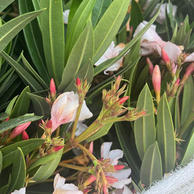 YouGarden - Nerium Oleander Established Plant in 15cm Pot with White Flowers