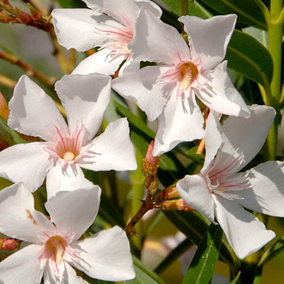 YouGarden - Nerium Oleander Established Plant in 15cm Pot with White Flowers - 3