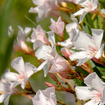 YouGarden - Nerium Oleander Established Plant in 15cm Pot with White Flowers - 4
