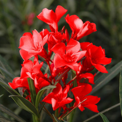 YouGarden Oleander Red 'Jannoch' Bushes, Pair of Established Plants in 15cm Pots with Red Flowers, Ready to Plant