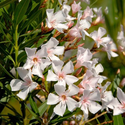 YouGarden Oleander White 'Soeur Agnes' Bushes, Pair of Established Plants in 15cm Pots, 45-60cm Tall, with White Flowers