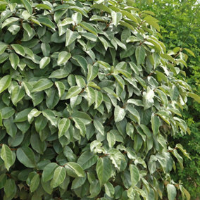 YouGarden Oleaster Hedges, Set of 50 Established Plants in 9cm Pots, Ready to Plant, Evergreen Hedging with Fragrant Autumn Flower
