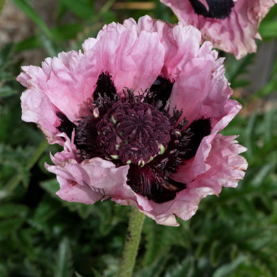 YouGarden Oriental Poppy Pink Perfection, 3 x Hardy Perennials, Giant ...