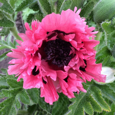 YouGarden Oriental Poppy Pink Perfection, 3 x Hardy Perennials, Giant ...