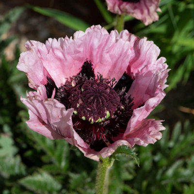 YouGarden Oriental Poppy Pink Perfection, 3 x Hardy Perennials, Giant ...