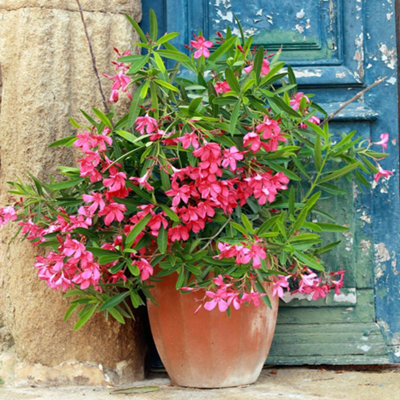 YouGarden Pair of Pink Premium Oleander Bushes in 15cm Pots
