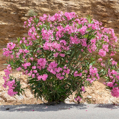YouGarden Pair of Pink Premium Oleander Bushes in 15cm Pots