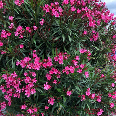YouGarden Pair of Pink Premium Oleander Bushes in 15cm Pots - 3