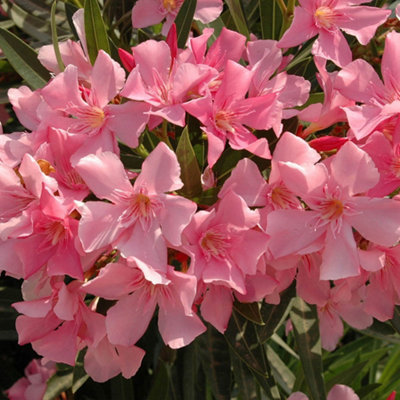 YouGarden Pair of Pink Premium Oleander Bushes in 15cm Pots - 4