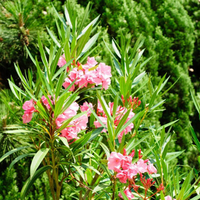 YouGarden Pair of Pink Premium Oleander Bushes in 15cm Pots - 5
