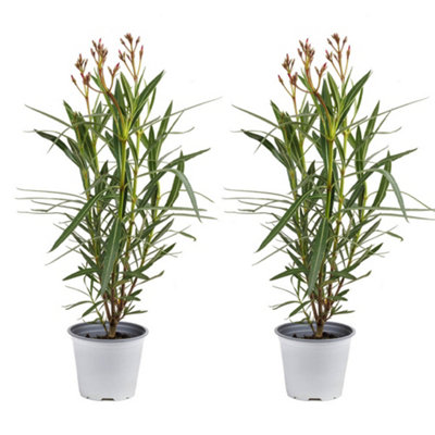 YouGarden Pair of Pink Premium Oleander Bushes in 15cm Pots - 8