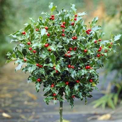 YouGarden Pair of Standard Holly Trees - 3