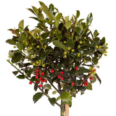 YouGarden Pair of Standard Holly Trees - 6
