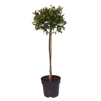 YouGarden Pair of Standard Holly Trees - 7