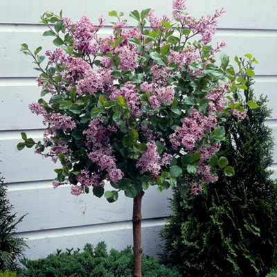 YouGarden Pair of Standard Lilac Tree Syringa 'Palibin' 80-100cm Tall in 3 Litre Pot, Potted Trees & Shrubs for Gardens or Patios