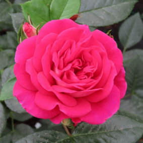 YouGarden Pamela's Rose, 3L Potted Established Rose, Ready to Plant