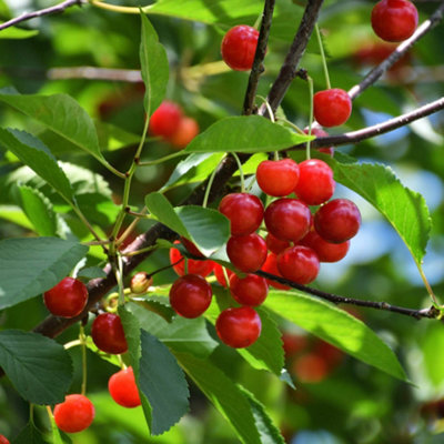 YouGarden Patio Cherry 'Piemont', Self-Fertile Sweet Fruit Tree, Heavy ...