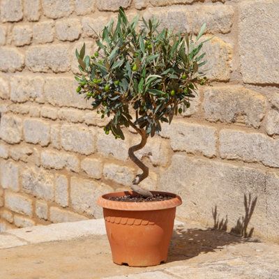 YouGarden Patio Spiral Stem Olive Tree, Established 80cm Tall Plant Supplied in Terracotta-Style Decorative Pot, Ready to Display