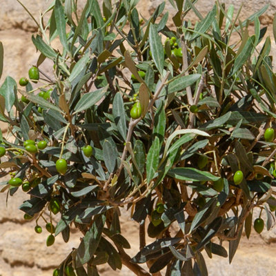 YouGarden Salix 'Flamingo Bush', Established Plant In 3L Pot, Ready To Plant~5056214024900 01c Mp