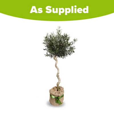 Buy 1 Get 1 Free: Mission Olive Tree Starter Plant – 4-6 Inches Tall, Well Rooted, Indoor/Outdoor