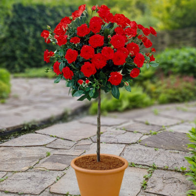YouGarden Patio Standard Red Rose in 4 Litre Pot, Ready to Plant