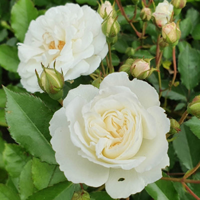 YouGarden Patio Standard White Rose in 4 Litre Pot, Gift Wrapped