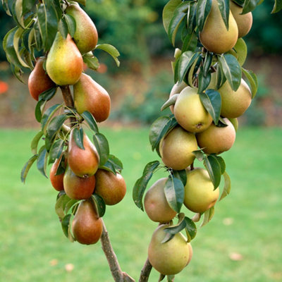 YouGarden - Pear Patio Duo Fruit Tree - Conference Pears and Concorde ...