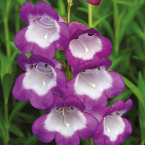 YouGarden Penstemon 'Pensham', 9cm Potted Plant, Rich Purple Blooms, Long-Flowering and Hardy, Ready to Plant