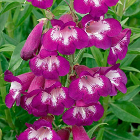 YouGarden Penstemon 'Pensham Plum Jerkum', 9cm Potted Plant, Deep Plum Blooms, Long-Flowering and Hardy, Ready to Plant