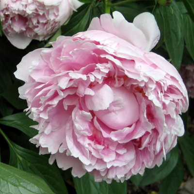 Peony Bare Root 3-5 Eyes - Fragrant Perennial Flower Roots, Cold Hardy