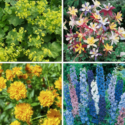 YouGarden Perennial Collection 12 Varieties Plus 12 Lavender 'Hidcote ...