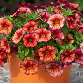 YouGarden Petunia 'Apricot Shades Petite', Set of 12 Plug Plants, Ready to Grow On and Plant Out, Summer Flowering Bedding Plants,