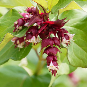 YouGarden Pheasant Berry 'Golden Lanterns', Established Plant in 3L Pot