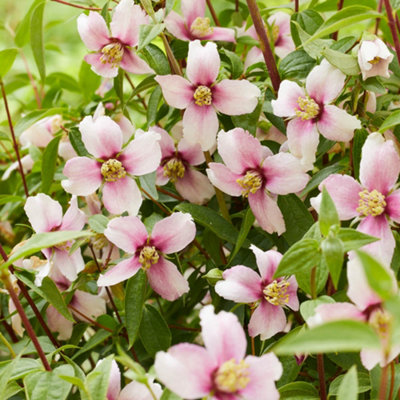 YouGarden Philadelphus 'Petite Perfume Pink' - Compact Fragrant Shrub, 3 Litre Potted Plant, Summer Blooms, Wildlife-Friendly, Rea