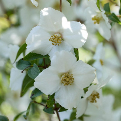 YouGarden Philadelphus 'Petite Perfume White', 1 x 3L Pot, Mock