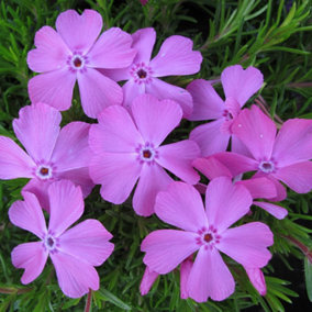 YouGarden Phlox 'McDaniel's Cushion', 9cm Potted Plant, Hardy Perennial, Masses of Pink Flowers, Ready to Plant