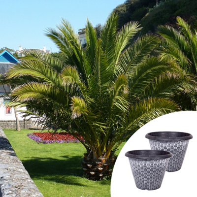 YouGarden Phoenix canariensis Canary Island Date Palms, Pair of Established, 60-80cm Tall Evergreen Trees in 14cm Pots, with Pair