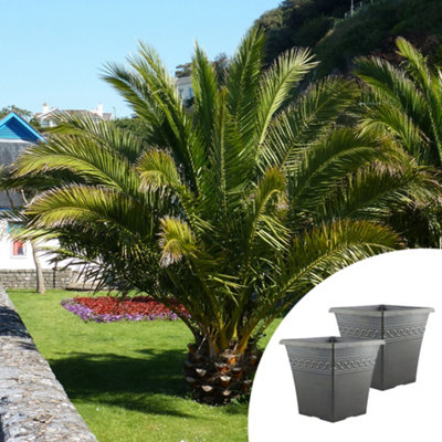 YouGarden Phoenix canariensis Palm Trees, Pair of Established Plants in 14cm Pots, 60-80cm Tall, with Two Infinity Black Brushed P