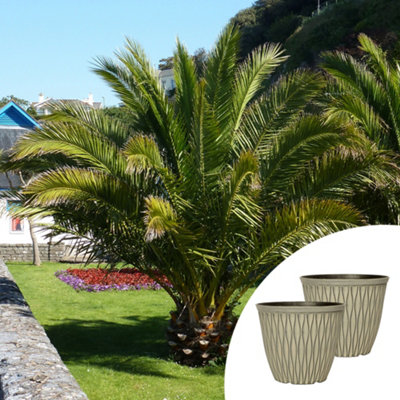 YouGarden Phoenix Palm Trees, Pair of Established Trees in 14cm Pots, 60-80cm Tall, with Two Ebony Grey Laval Planters, Ready to P
